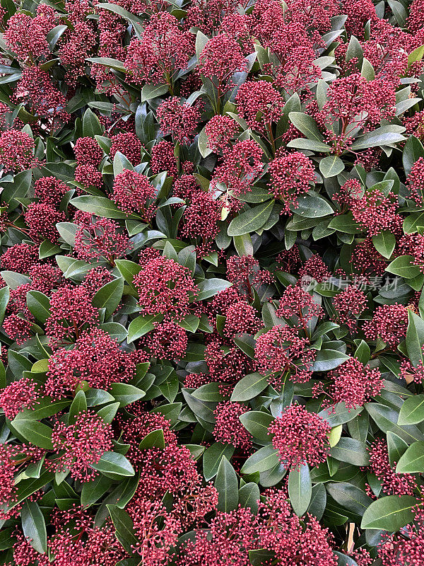 季节性的红色裸花，冬季，常绿灌木(裸花japonica '风疹')，高架视图的全帧图像